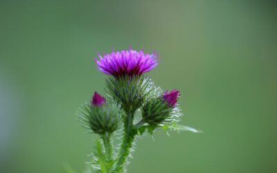 Can Milk Thistle help Menopausal Women with Hot Flashes?